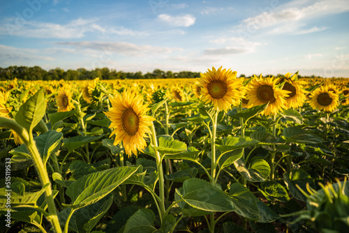 field of sunflowers