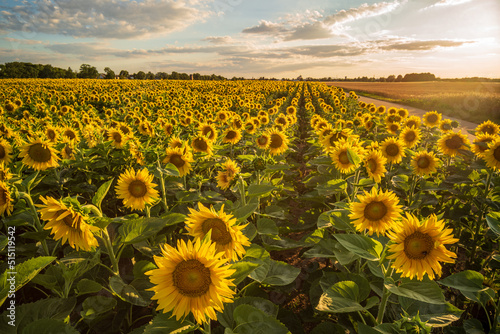 field of sunflowers