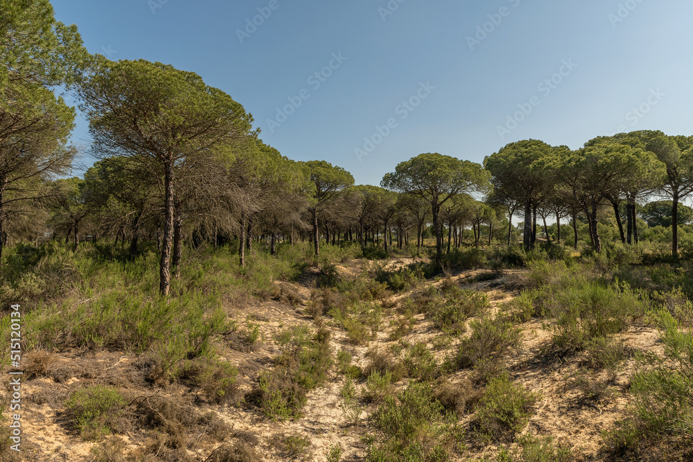 Landscape of Donana National Park in Andalusia, Spain Landscape of Donana National Park in Andalusia, Spain