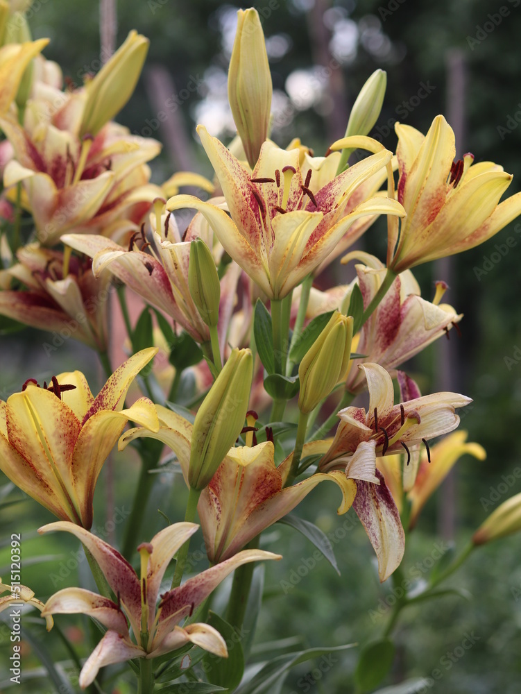 Obraz premium Lily flower, depicted in close-up, in red and white