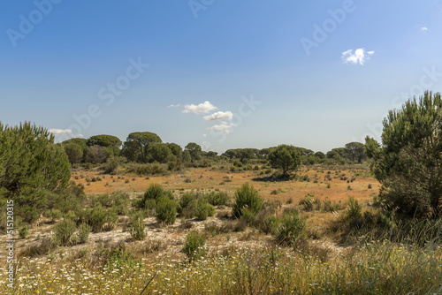Landscape of Donana National Park in Andalusia, Spain photo