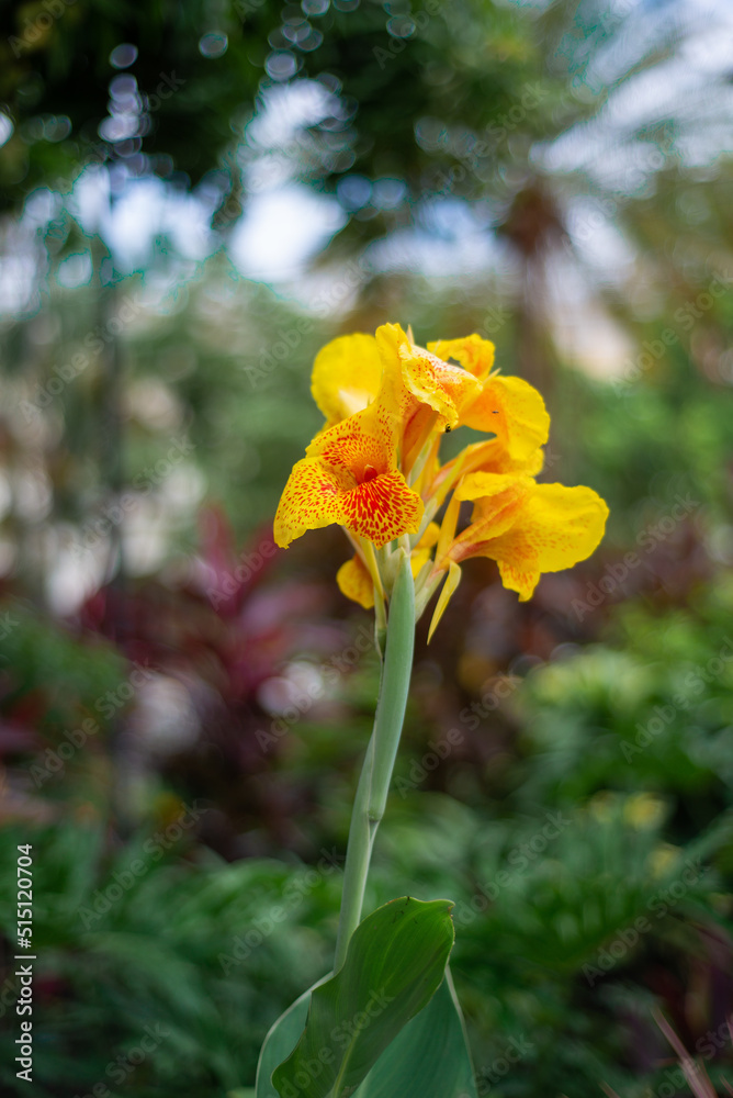 Canna indica yellow in close-up with blurred background.