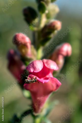Snapdragon flowers in the garden, antirrhinum majus. Close up on pink flowers with an insect, blurred background