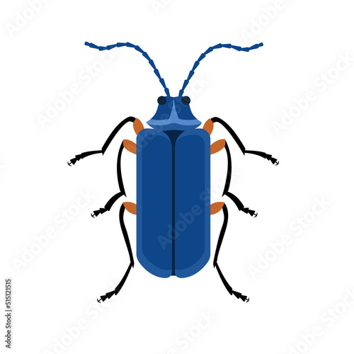 Blue barbel beetle  isolated on white background. Agapanthia violacea.