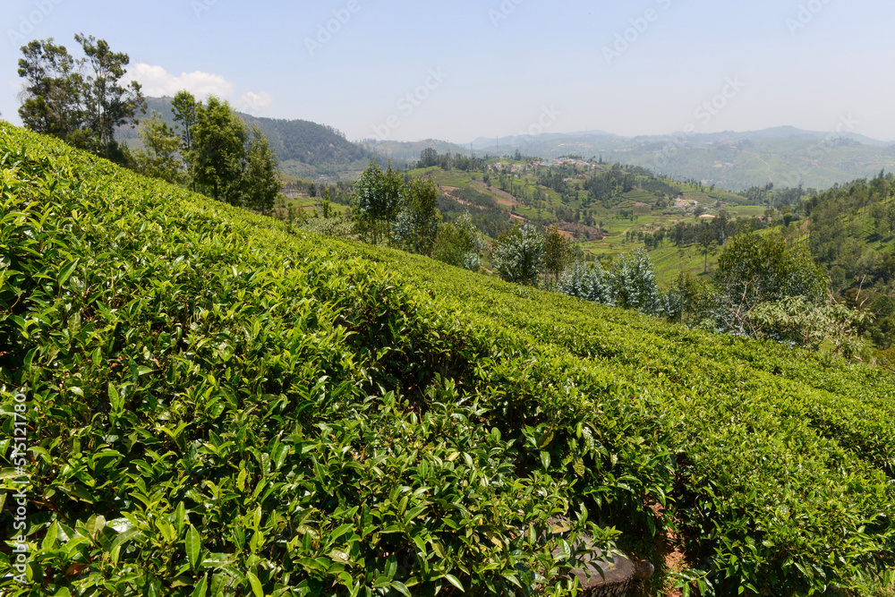 Lush green tea gardens in plantation in Conoor in south India