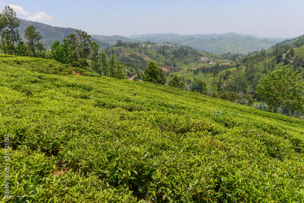 Lush green tea gardens in plantation in Conoor in south India