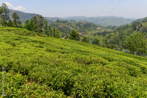 Lush green tea gardens in plantation in Conoor in south India © YellowCrest