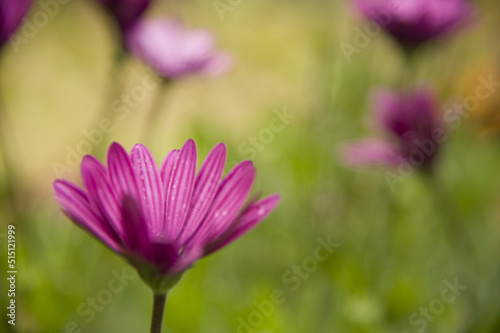 purple flower on blurred background