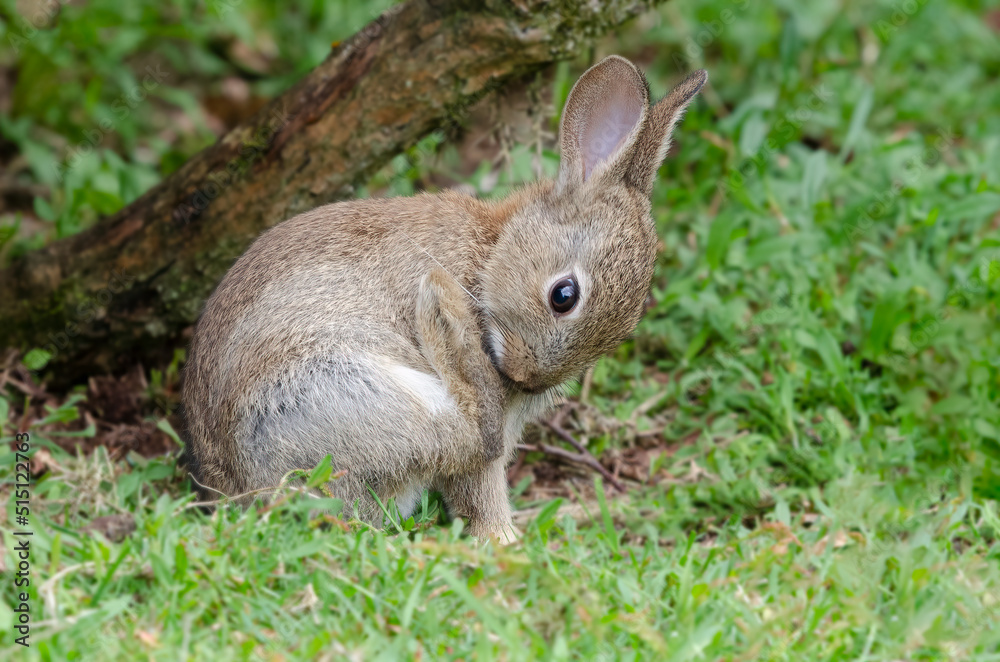 Fototapeta premium A young wild rabbit is sitting on the grass. It has its rear leg lifted as it looks down to inspect the paw