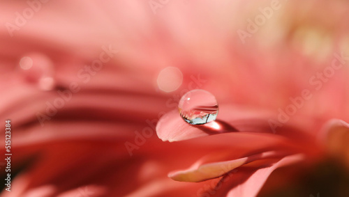 drop on pink flower
