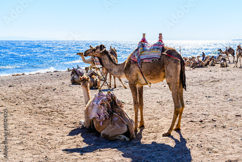Camels at the shore of Red sea in Dahab, Egypt © ihorbondarenko