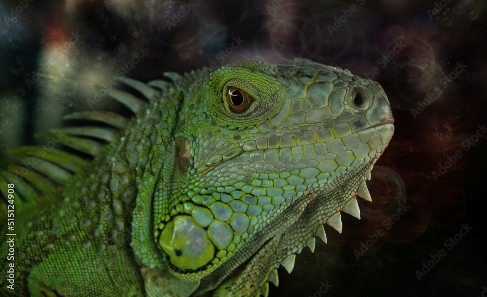 Fototapeta premium green iguana on a branch