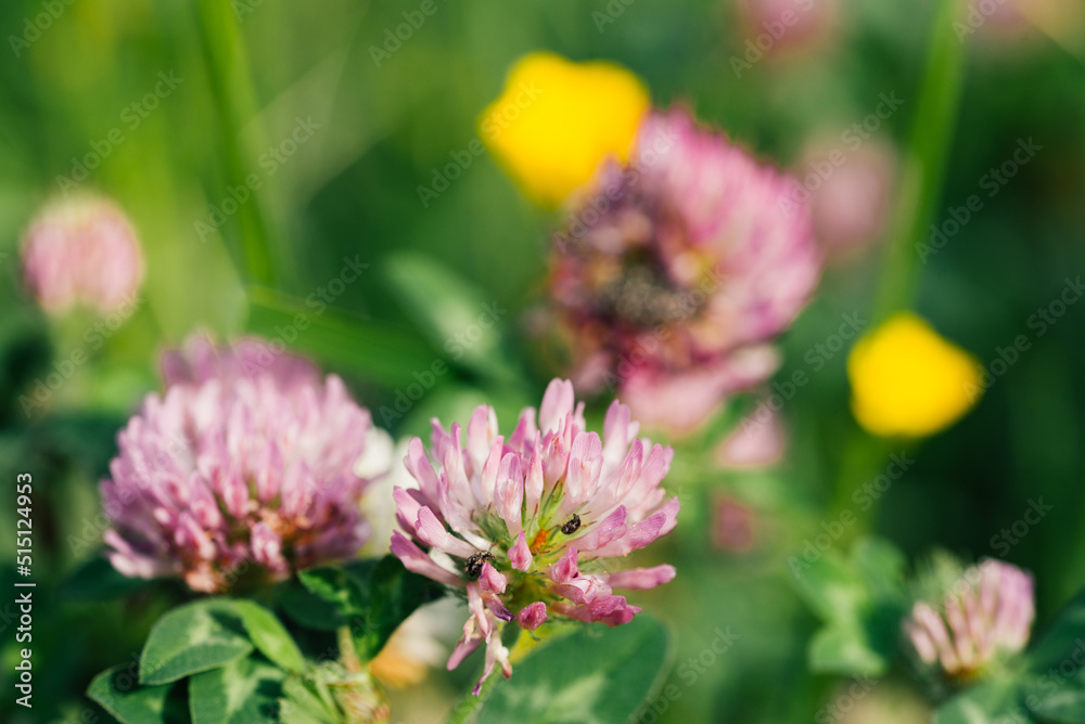 Gros plan sur des fleurs de trèfle. Des fleurs de trèfle en gros plan. Des fleurs violettes dans une prairie