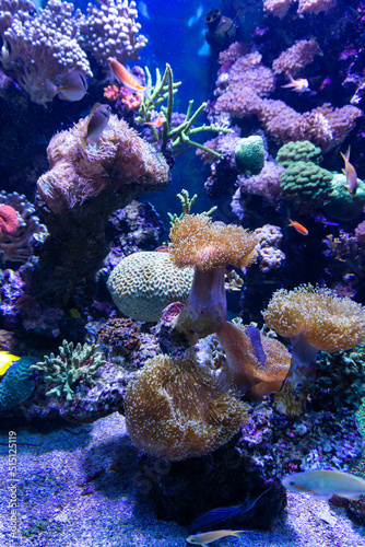 Beautiful underwater landscape with colorful corals and dynamic underwater wildlife fauna.