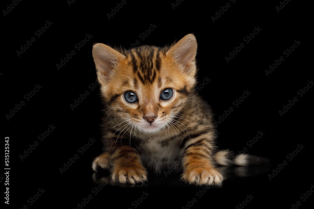 Closeup portrait of Bengal Kitten with gold Fur on isolated Black Background front view