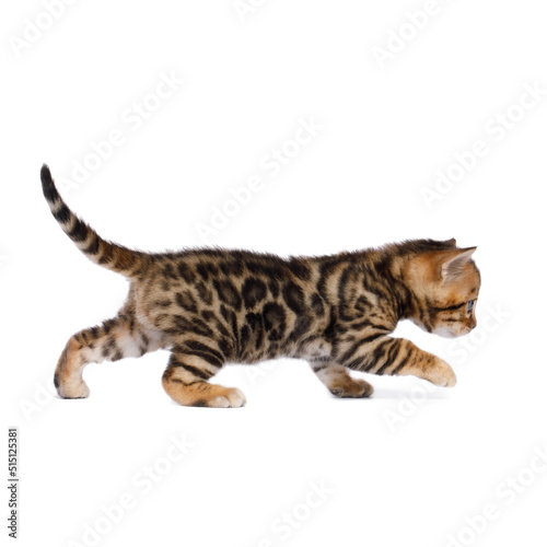 Closeup Bengal Kitten with gold Fur on isolated white background side view