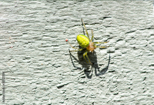 Green poisonous orbweb spider on a gray background on a summer day photo