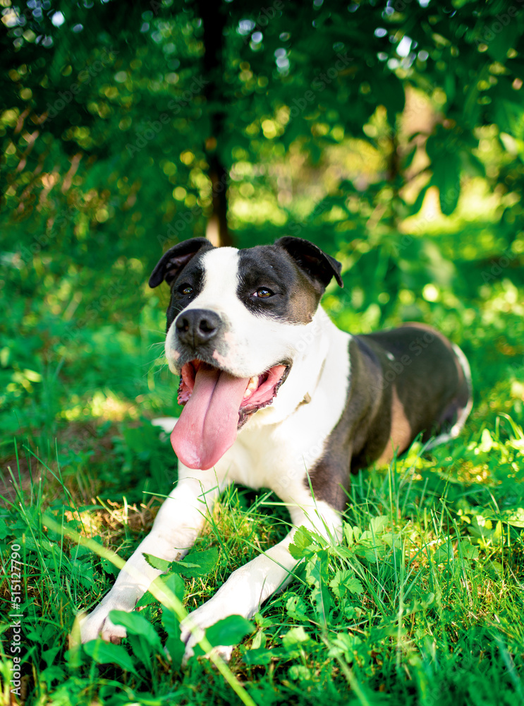 A dog of the American Staffordshire terrier breed. A joyful dog lies on a background of blurred green grass and trees. The summer photo was taken outside the city