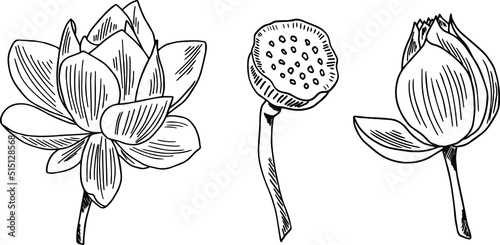 Hand drawn lotus. Vector. Drawn different stages of lotus blossom. Water flower. Plants. Cosmetics. Asia. Tattoo. Lineart. ink. Botany. Lotus in vector.