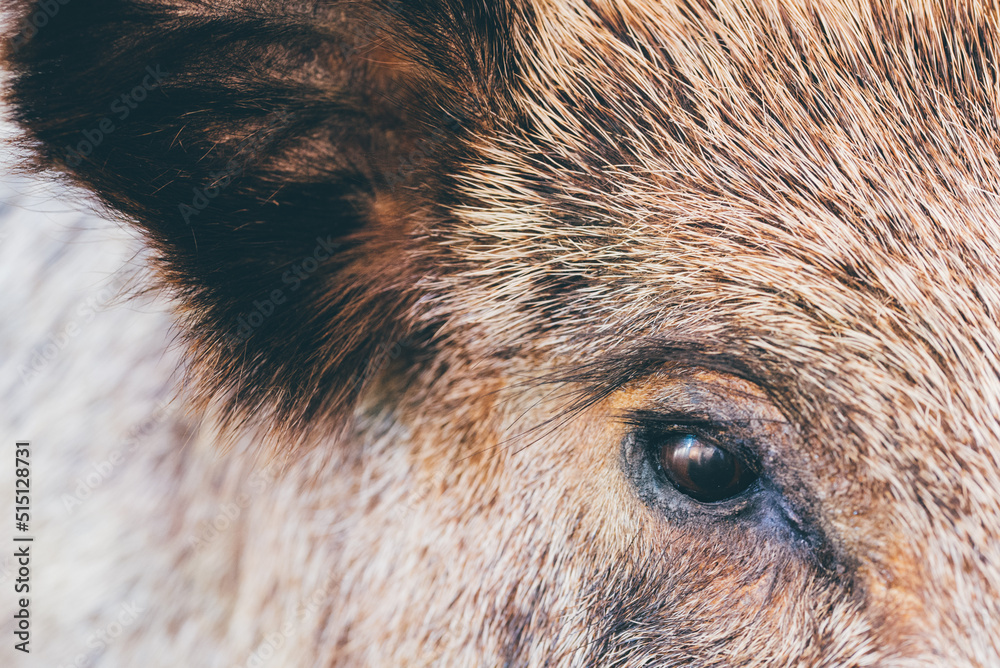 Gros plan sur un œil de sanglier. Gros plan sur la tête d'un sanglier. La tête d'un cochon sauvage.