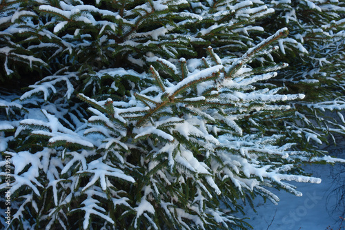 Shoots of spruce covered with snow in mid February