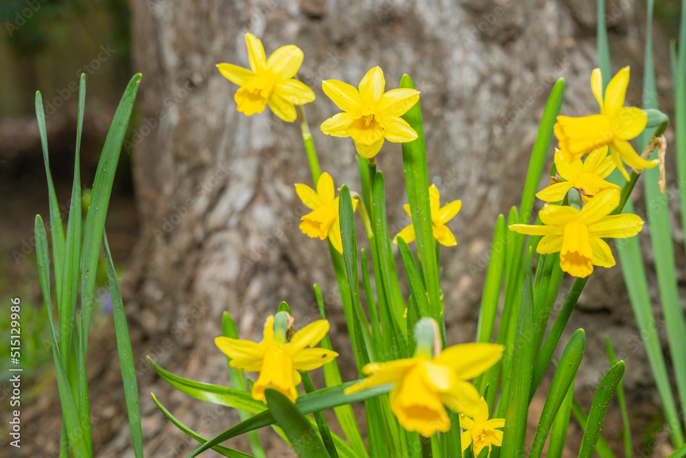 Obraz premium Jonquil