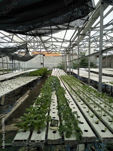 Hydroponic greenhouse 