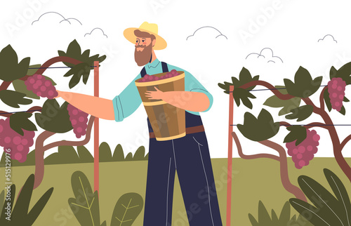 Man farmer picking grape harvest in vineyard garden. Young guy with basket harvesting fruits on farm