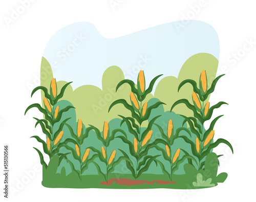 Corn Field Landscape. Farm Land with Ripe Plants Ready for Harvesting. Autumnal Harvest, Crop at Countriside or Village
