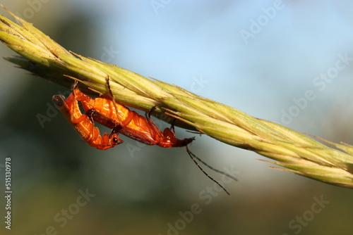 copulating orange beetles, sexual life of beetles, reproduction photo