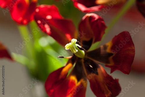 decaying red tulips