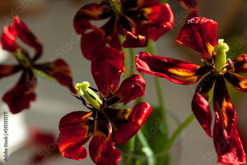 decaying red tulips