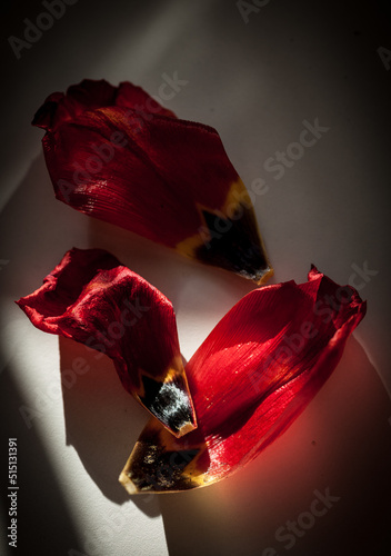 decaying red tulips