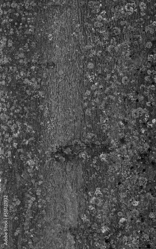 Wooden background close. Tree basis texture