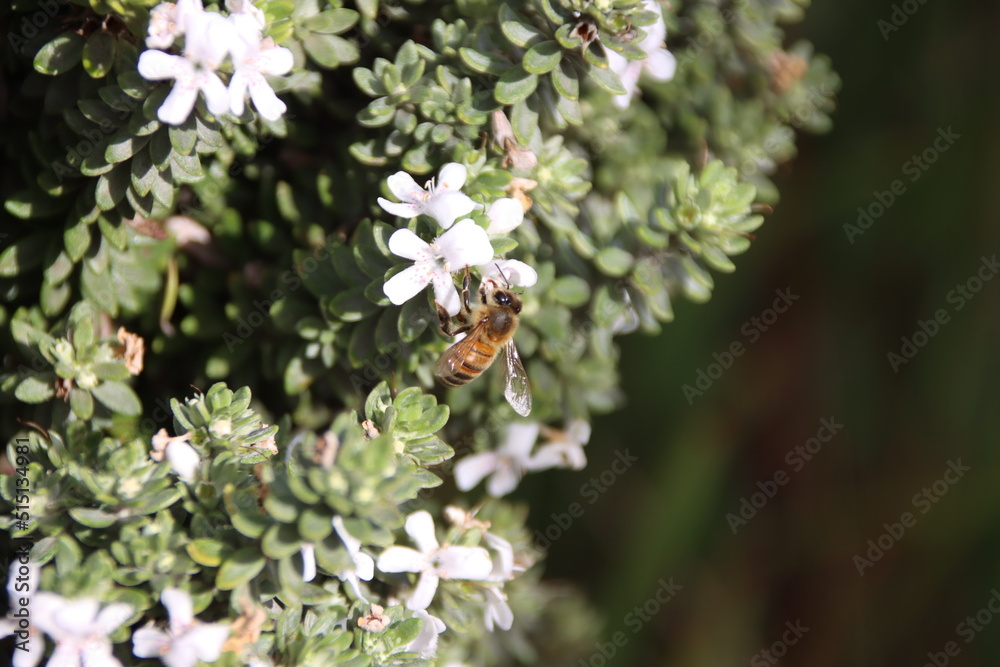 Native Bee collecting pollen from a Westringia plant, Cranbourne East, Melbourne Victoria, Australia. Native Bee collecting pollen from a Westringia plant, Cranbourne East, Melbourne Victoria, Australia.
