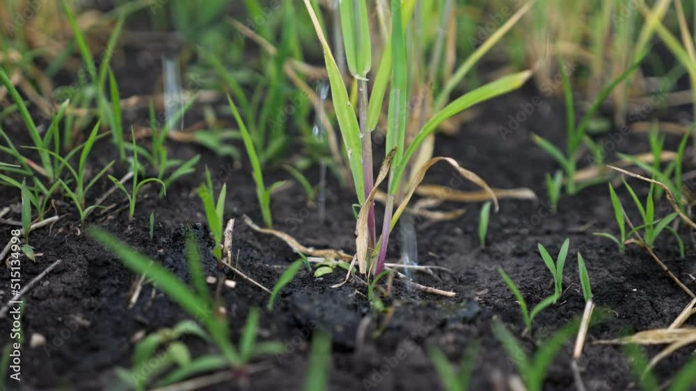 Anonymous pours and fertilizes wheat sprouts on field. Person tries to increase harvest and find bad yield unfavourable consequences closeup Anonymous pours and fertilizes wheat sprouts on field. Person tries to increase harvest and find bad yield unfavourable consequences closeup