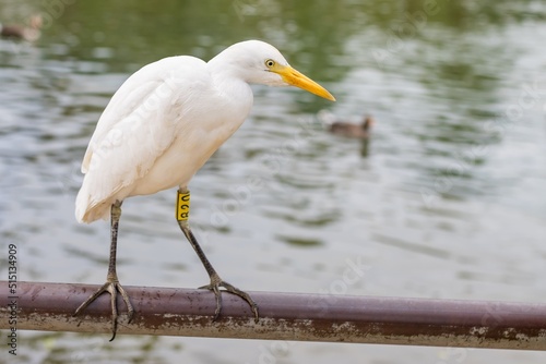 Cattle egret (Bubulcus ibis) perched on a steel pipe in a park in Barcelona (Spain). © Carlos
