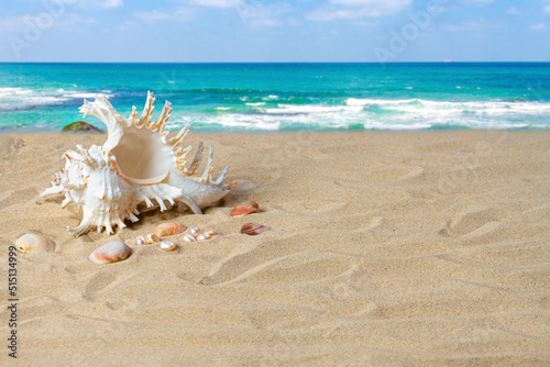 Beautiful seashell on the sand of the beach, against the backdrop of the sea. Place for your text. Summer background.