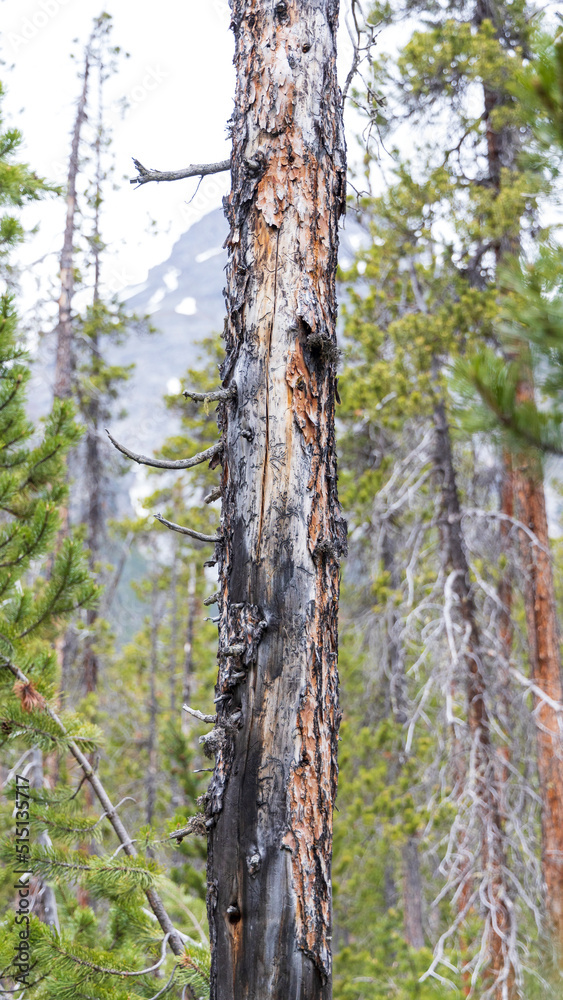 Arole tree in the Swiss National Park