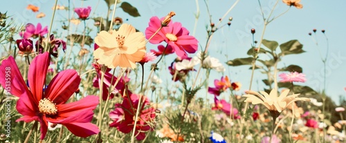 Wildflower meadow - Summer flowers background banner  panorama
