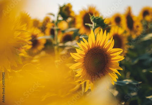 Sunflower flower in the field closeup, nature floral summer background