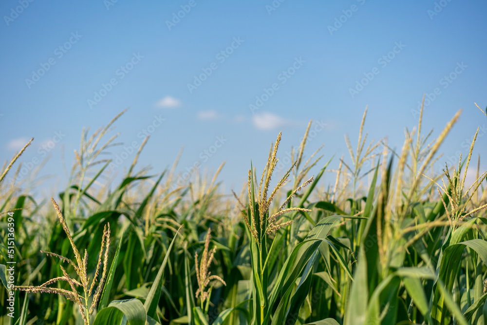 Corn flower at organic corn field. Beautiful rural landscape Corn flower at organic corn field. Beautiful rural landscape