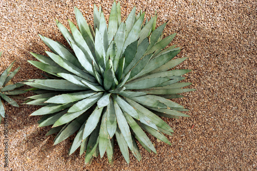 An aloe vera plant in desert