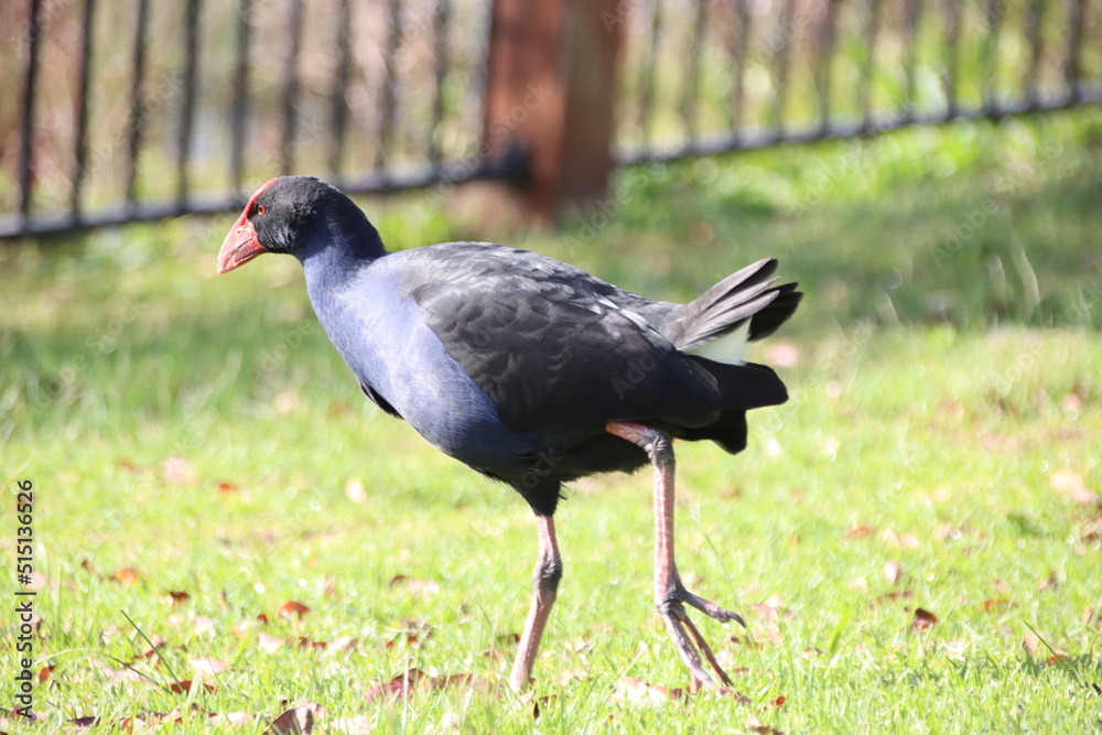 Purple Swamphen (Porphyrio porphyrio), Casey Fields, Cranbourne East, Melbourne, Victoria, Australia. Purple Swamphen (Porphyrio porphyrio), Casey Fields, Cranbourne East, Melbourne, Victoria, Australia.