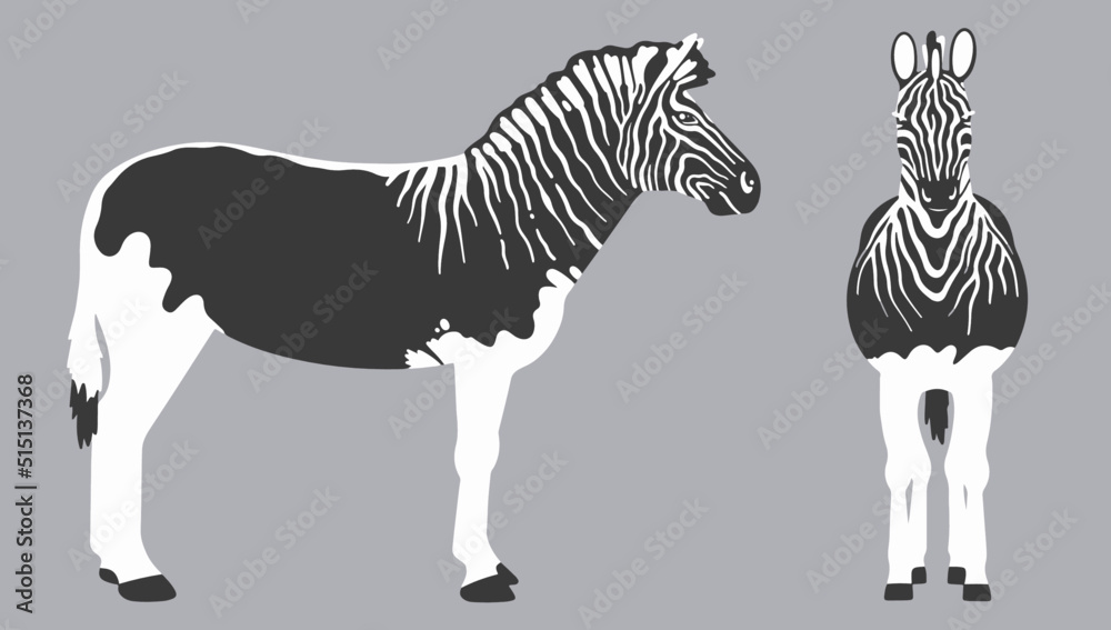 standing gray and white quagga illustration. Extinct animals vector standing gray and white quagga illustration. Extinct animals vector