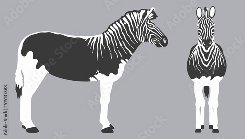 standing gray and white quagga illustration. Extinct animals vector