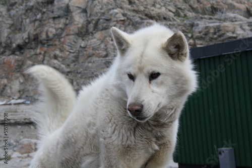 Husky in Groenlandia
