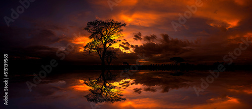 Big African tree silhouette over sunset, single tree on the field, beautiful panoramic image of nature at Africa.Tree silhouetted against a setting sun reflection on water.
