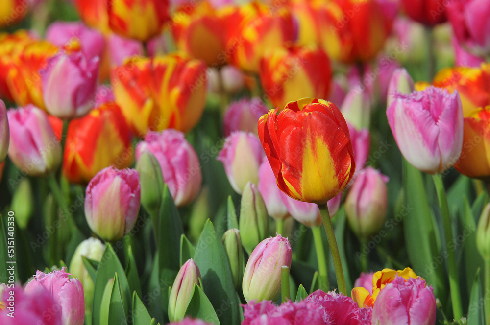 Tulips of Gulhane park