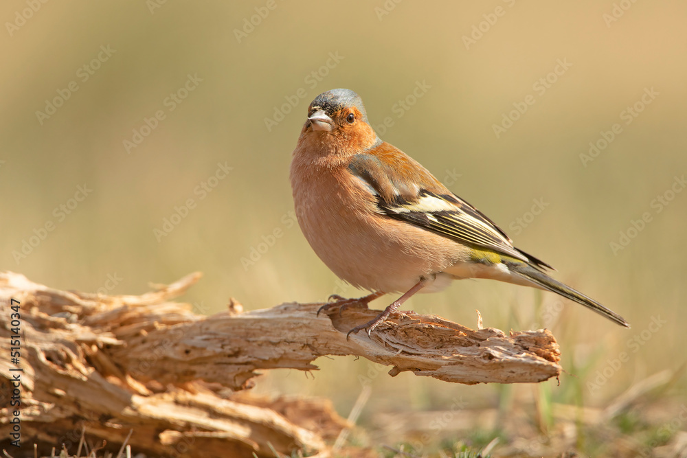 Zięba, Chaffinch (Fringilla coelebs) Zięba, Chaffinch (Fringilla coelebs)